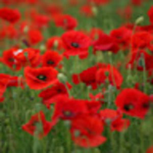 Meet your Posher, En